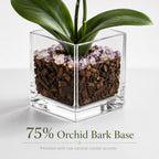 The Room Collective single stem Phalaenopsis orchid plant in a clear glass cube pot with bark and amethyst crystal accents.