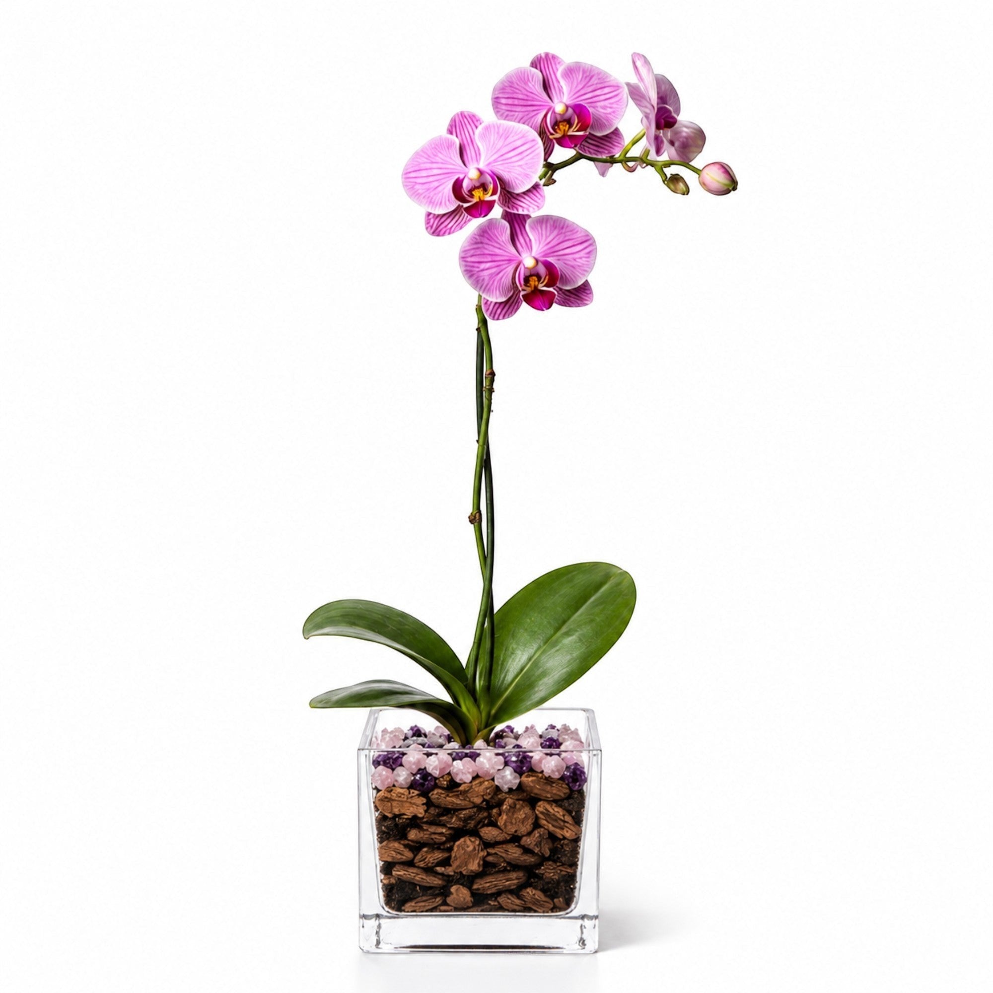 The Room Collective single stem pink Phalaenopsis orchid plant in a clear glass pot with crystal accents and bark.