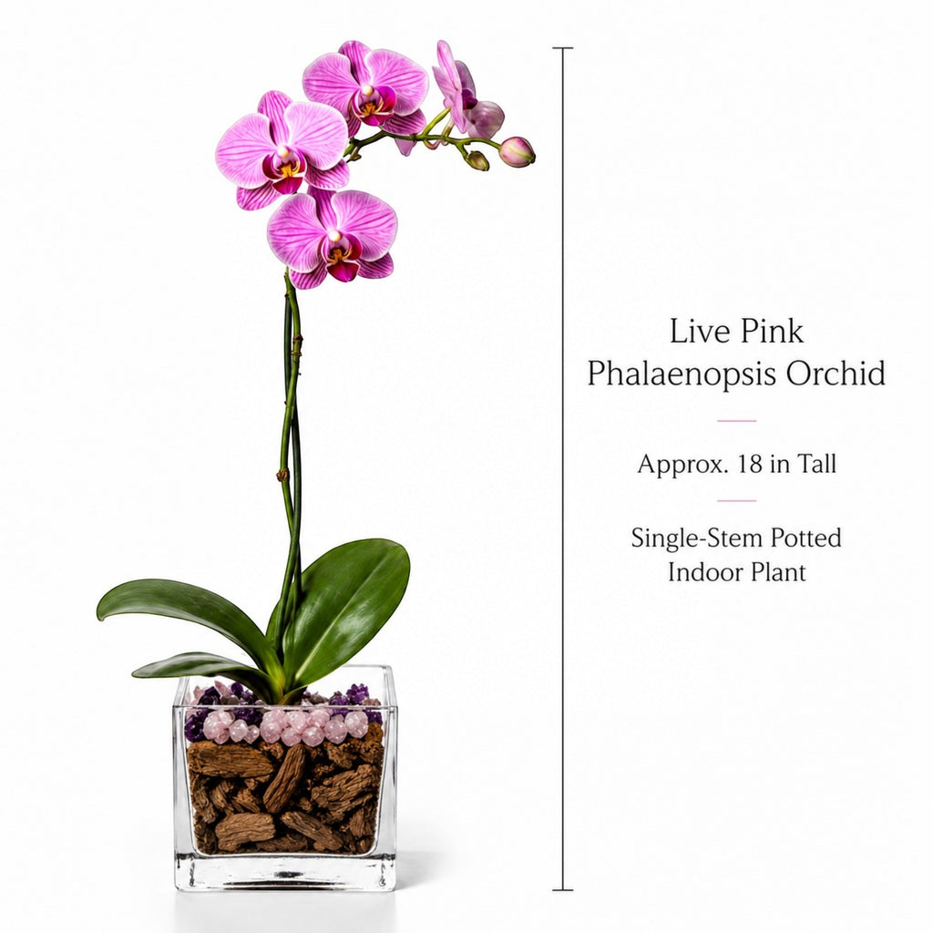 The Room Collective live pink Phalaenopsis orchid plant in a clear glass pot with crystal accents and bark chips. Single stem, approx. 18 inches tall.