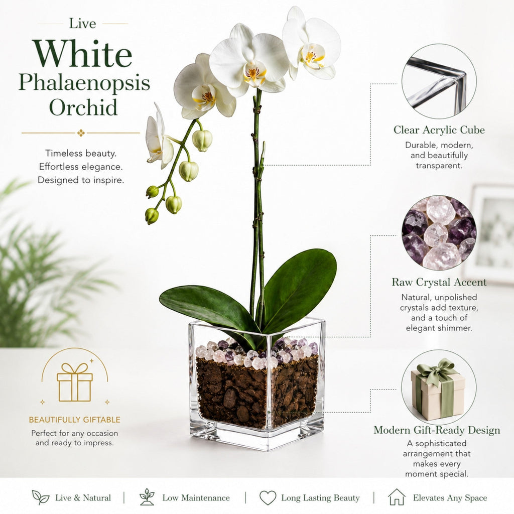 The Room Collective live white Phalaenopsis orchid plant in a clear acrylic cube with raw crystal accents.