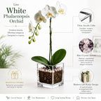 The Room Collective live white Phalaenopsis orchid plant in a clear acrylic cube with raw crystal accents.