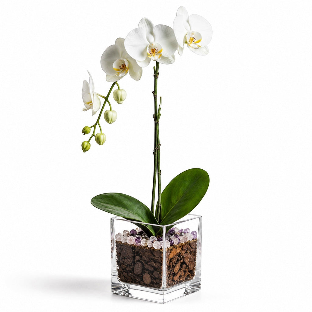 The Room Collective white phalaenopsis orchid plant in a clear glass cube pot with crystal accents and bark medium.