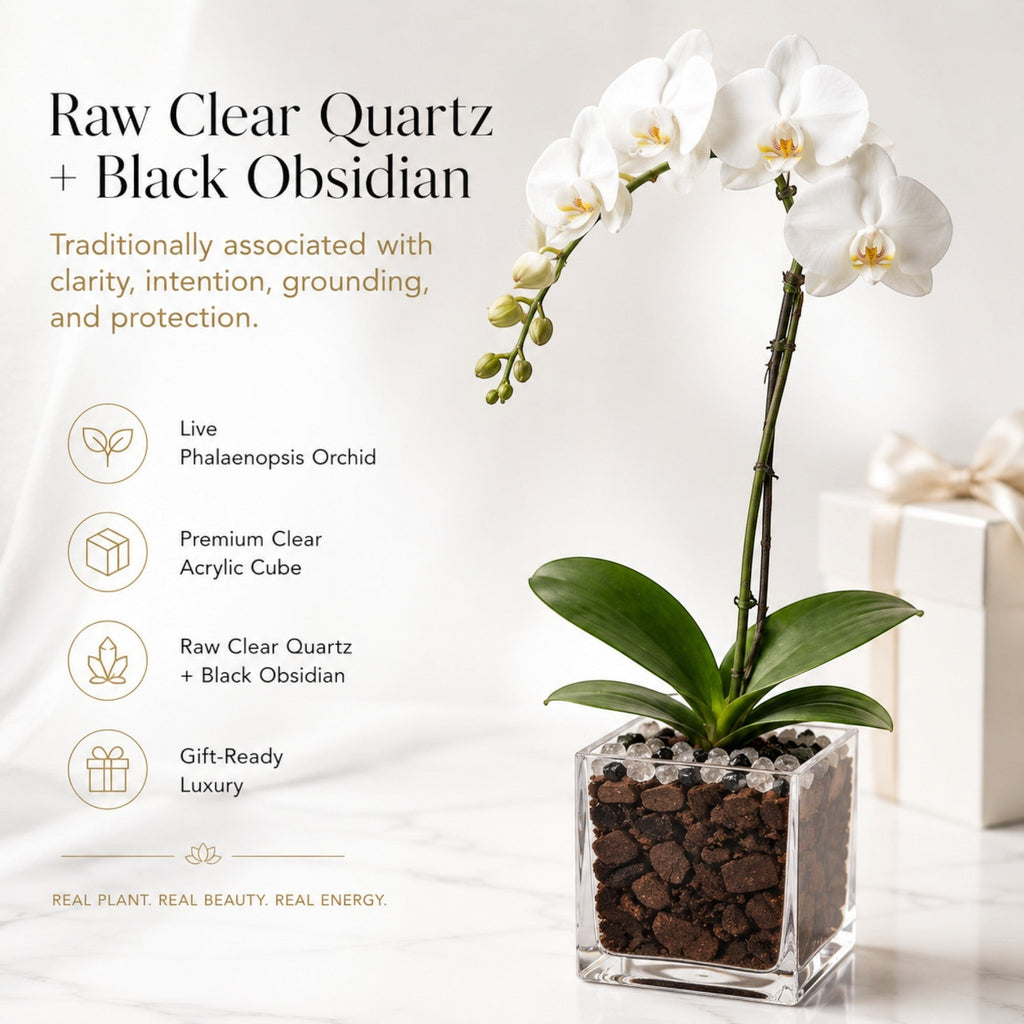 The Room Collective white Phalaenopsis orchid plant in a clear cube with black obsidian and clear quartz accents. Gift-wrapped box in background.