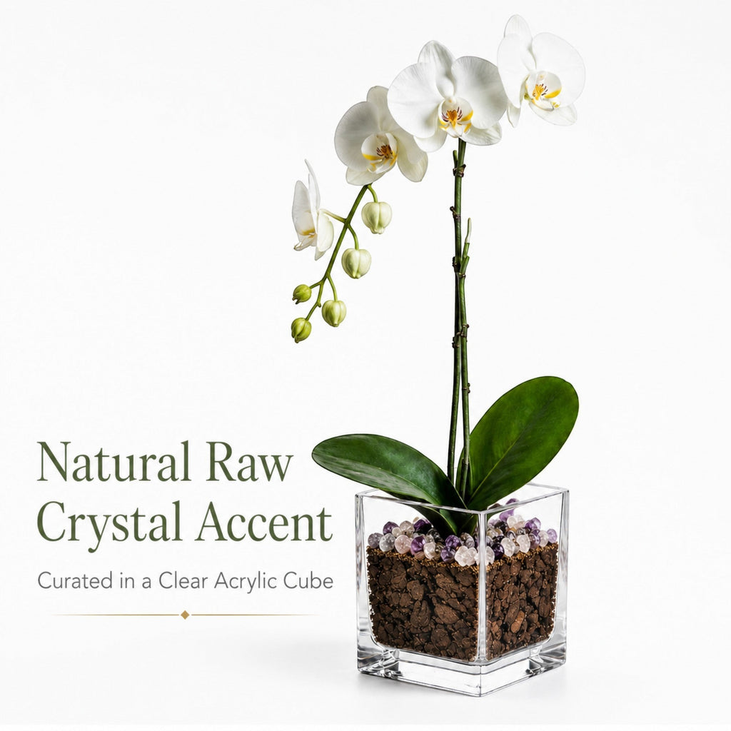 The Room Collective white Phalaenopsis orchid plant with crystal accents in a clear cube pot. Single stem with buds and blooms.
