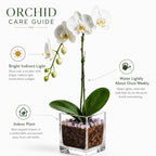The Room Collective white Phalaenopsis orchid plant in a clear square vase with crystal accents and bark. Single stem with blooms and buds.