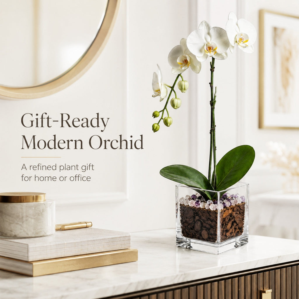 The Room Collective white Phalaenopsis orchid plant with crystal accents in a clear square vase. Single stem with blooms and buds.