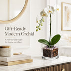 The Room Collective white Phalaenopsis orchid plant with crystal accents in a clear square vase. Single stem with blooms and buds.
