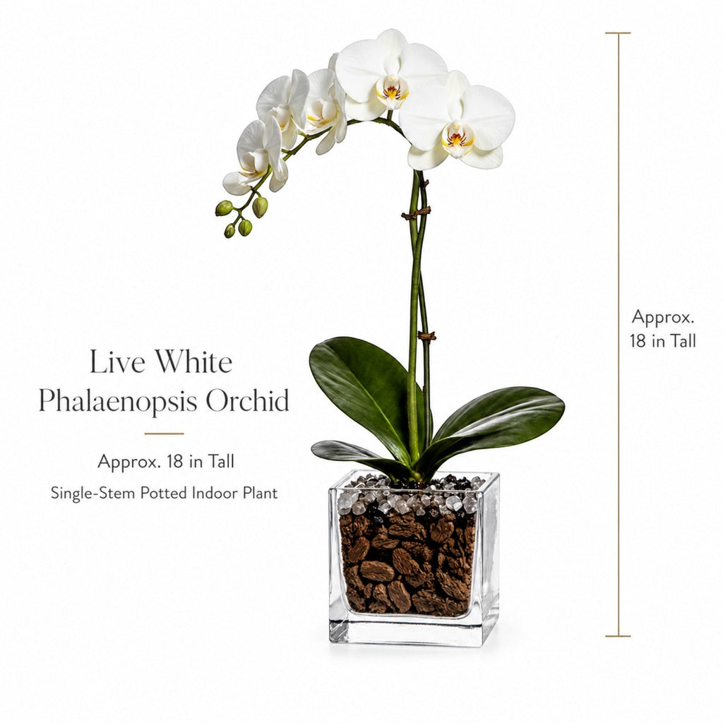 The Room Collective live white Phalaenopsis orchid plant, single stem, approx. 18 inches tall, in a glass cube pot with obsidian crystal accent.