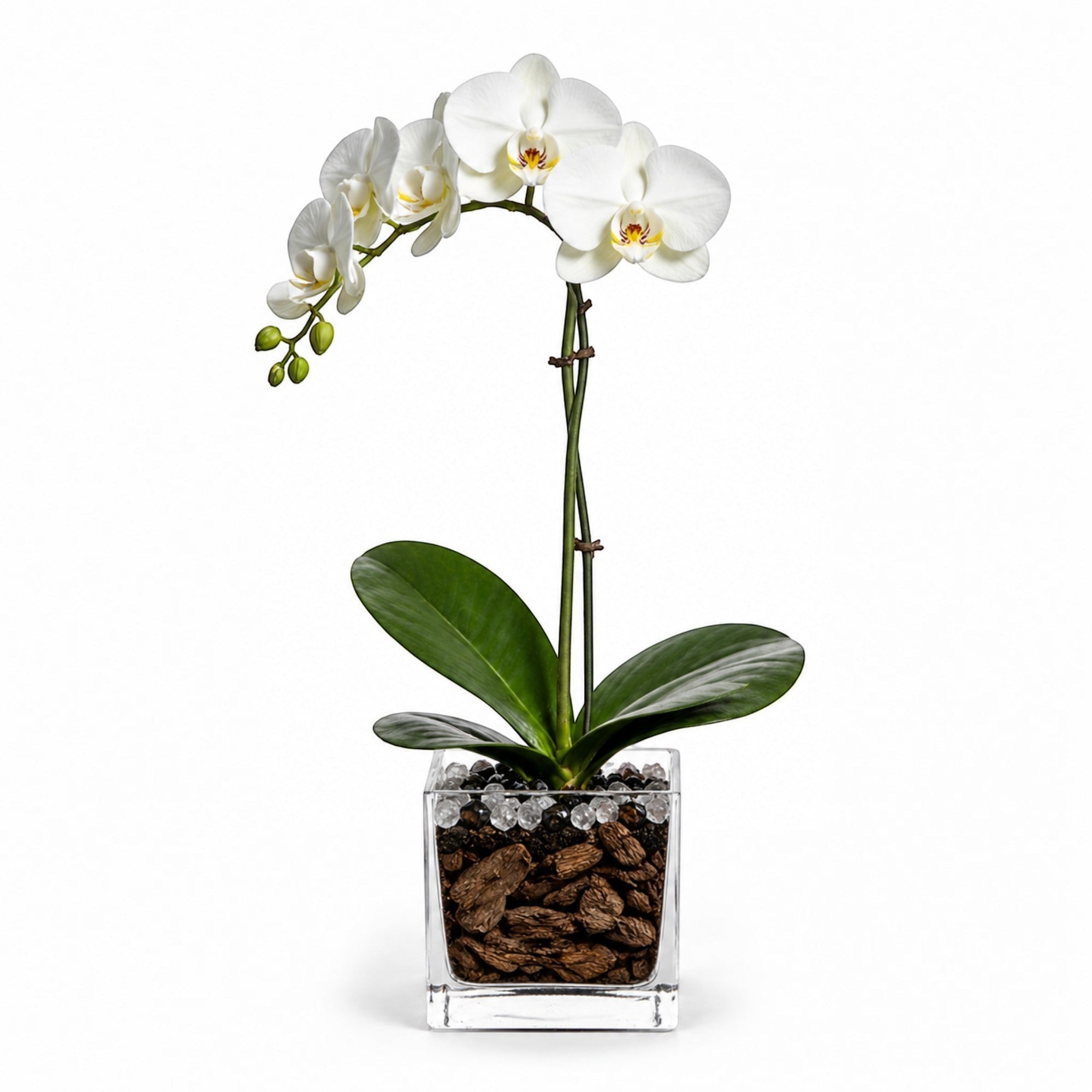 The Room Collective live white Phalaenopsis orchid plant with single stem and obsidian crystal accent in a clear square pot.