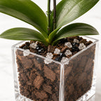 The Room Collective live white Phalaenopsis orchid plant in a clear square vase with obsidian crystal accents.