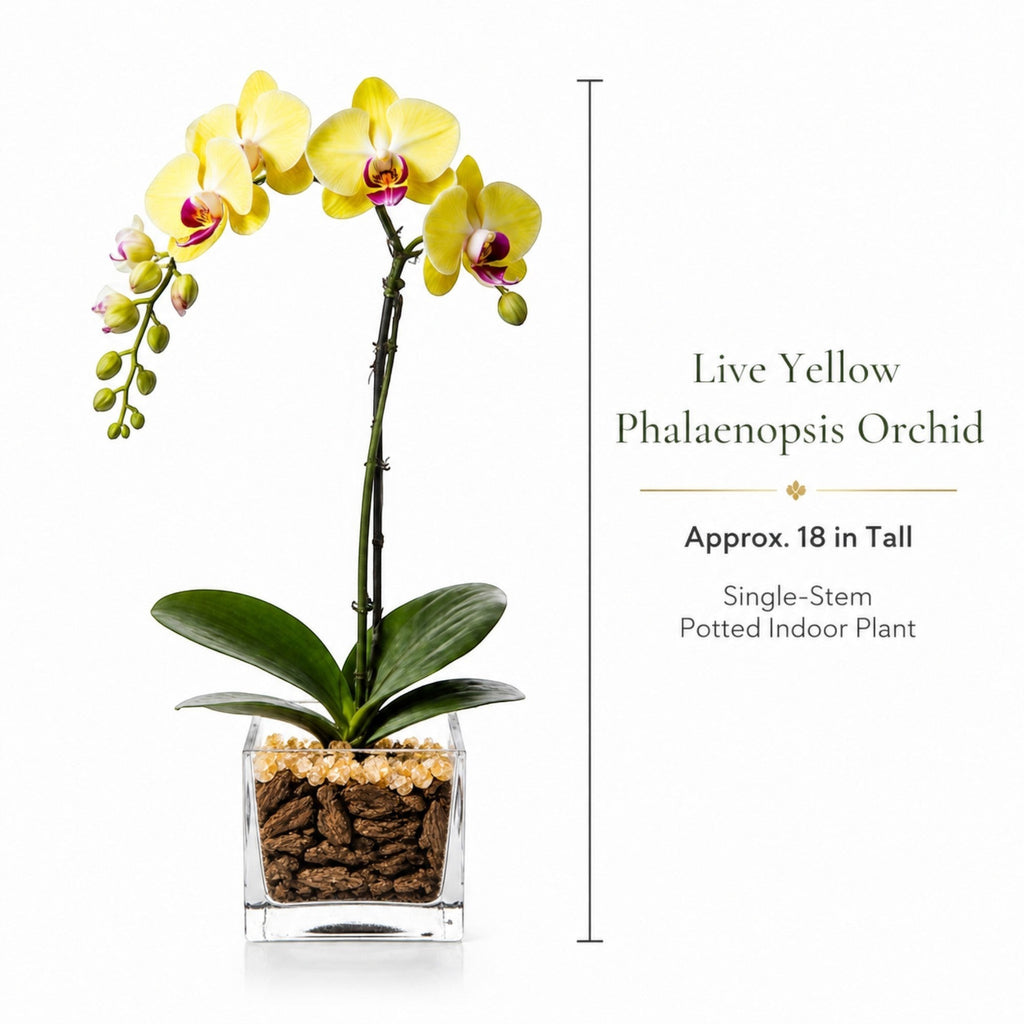 The Room Collective live yellow Phalaenopsis orchid plant, single stem, approx. 18 inches tall, in a clear square pot with decorative stones.
