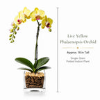 The Room Collective live yellow Phalaenopsis orchid plant, single stem, approx. 18 inches tall, in a clear square pot with decorative stones.