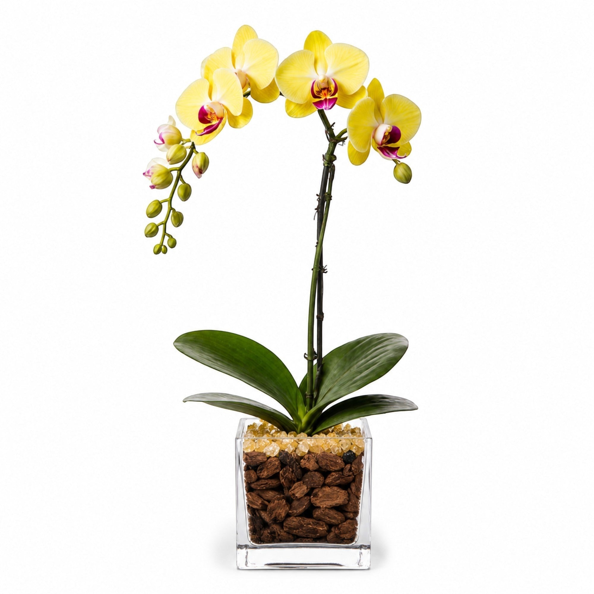 The Room Collective single stem yellow Phalaenopsis orchid plant in a clear square vase with bark and crystal accents.