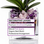 The Room Collective double stem Phalaenopsis orchid plant in a clear glass cube vase with amethyst and pink quartz crystals.