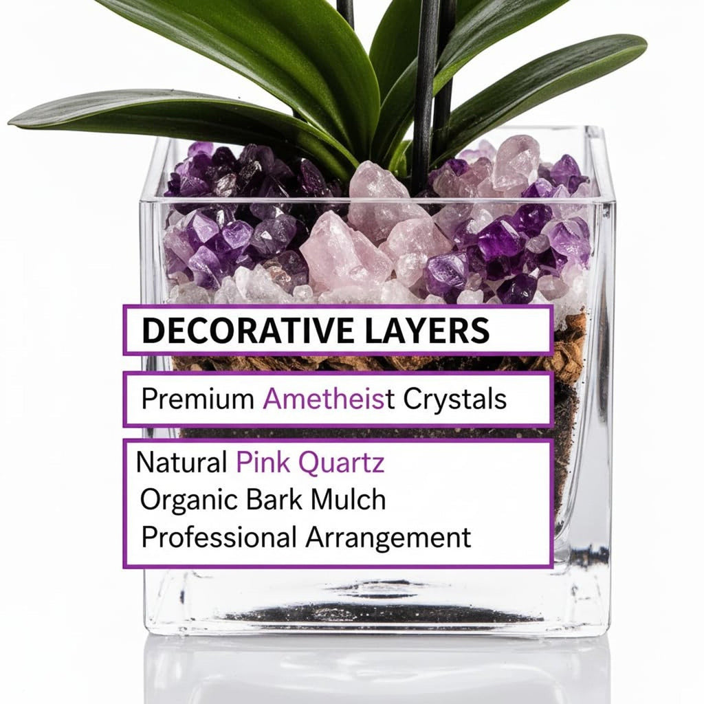 The Room Collective double stem Phalaenopsis orchid plant in a clear glass cube pot with amethyst and rose quartz crystals.