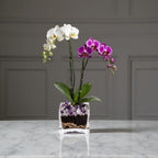 The Room Collective white and purple double stem Phalaenopsis orchid plant in a clear square pot with amethyst crystal accents.