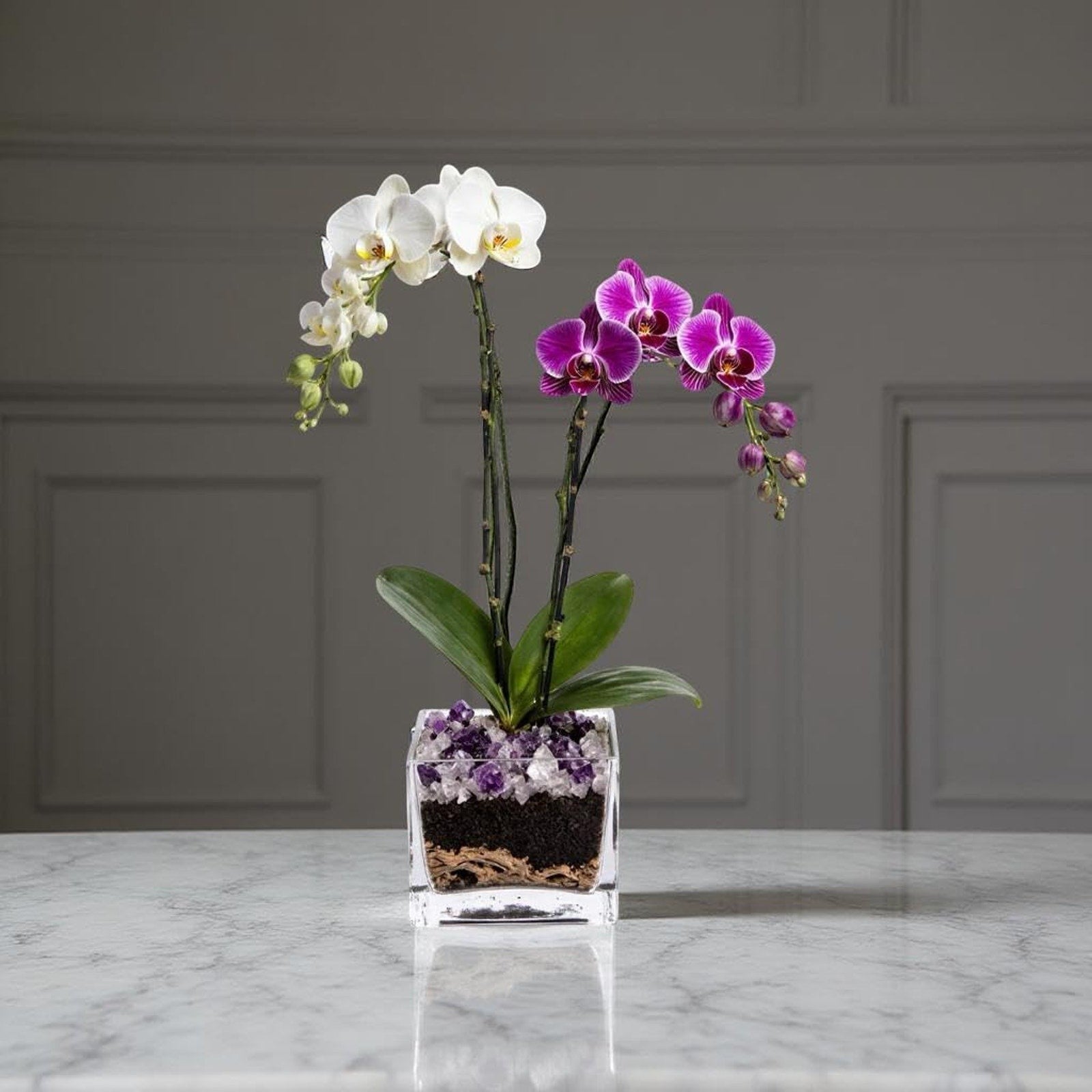 The Room Collective white and purple double stem Phalaenopsis orchid plant in a clear square pot with amethyst crystal accents.