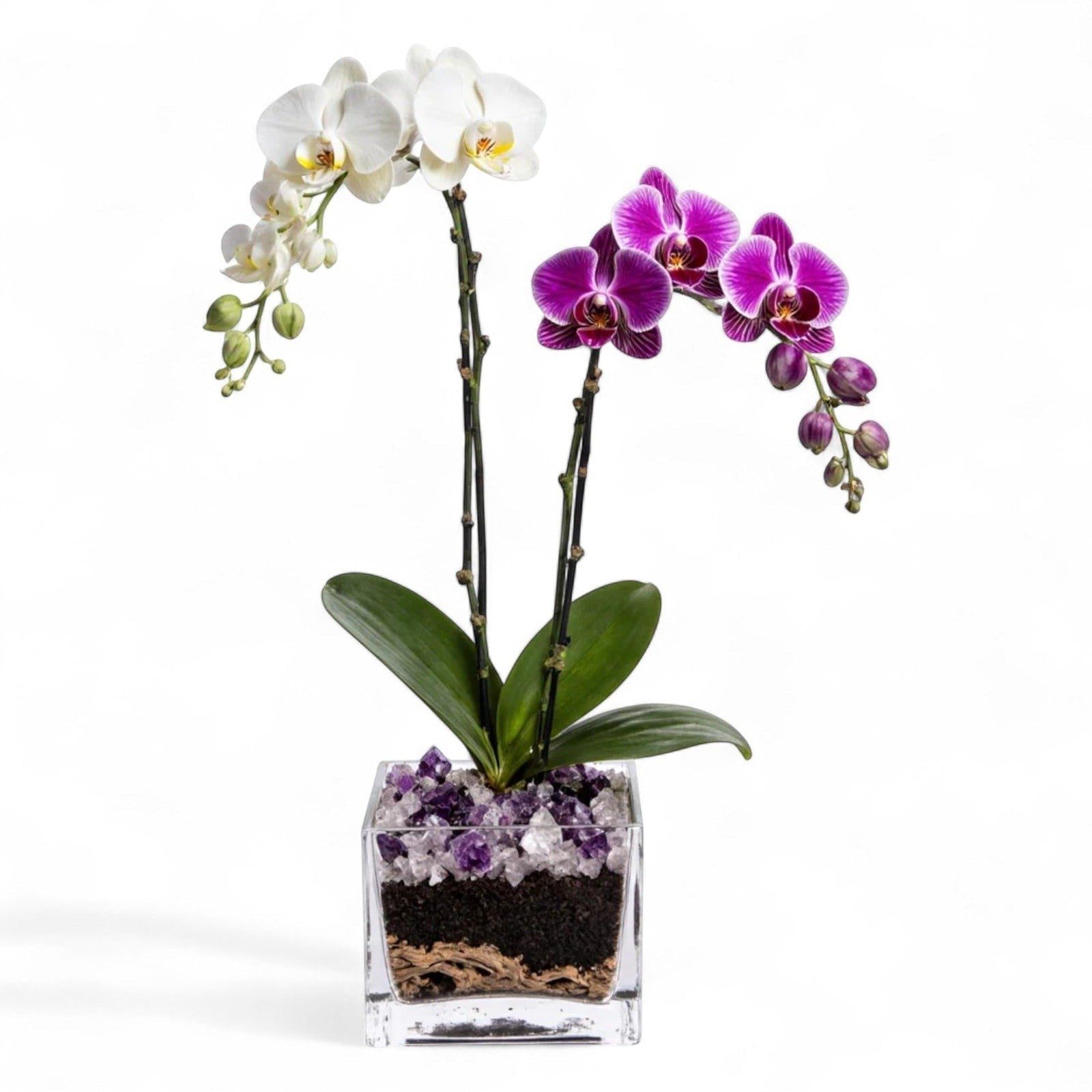 The Room Collective white and purple double stem Phalaenopsis orchid plant in a clear square vase with amethyst crystal accents.