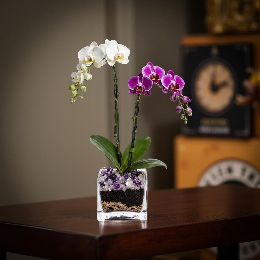 The Room Collective white and purple double stem Phalaenopsis orchid plant in a clear square vase with amethyst crystal accents.