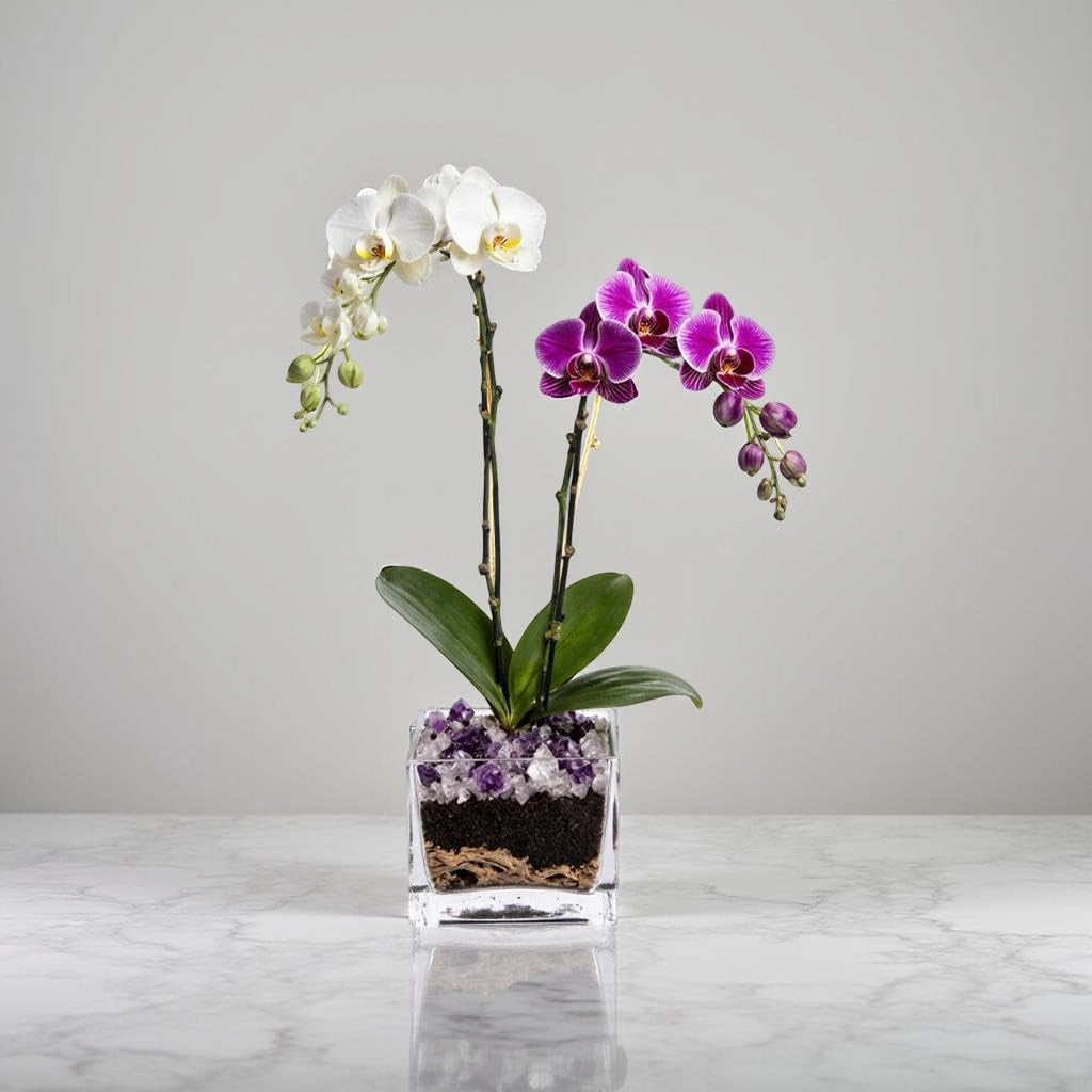 The Room Collective double stem Phalaenopsis orchid plant with white and purple flowers in a clear glass pot with amethyst crystal accents.