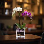 The Room Collective double stem Phalaenopsis orchid plant with white and purple flowers in a clear square pot with amethyst crystals.