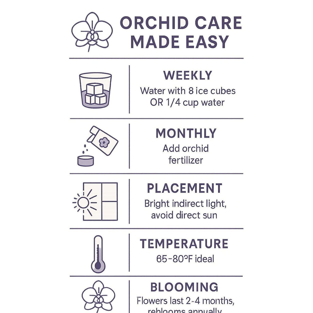 The Room Collective orchid care guide: weekly watering with ice cubes or water, monthly fertilizer, bright indirect light placement, 65-80F temperature, and 2-4 month blooming period.
