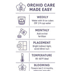 The Room Collective orchid care guide: weekly watering with ice cubes or water, monthly fertilizer, bright indirect light placement, 65-80F temperature, and 2-4 month blooming period.