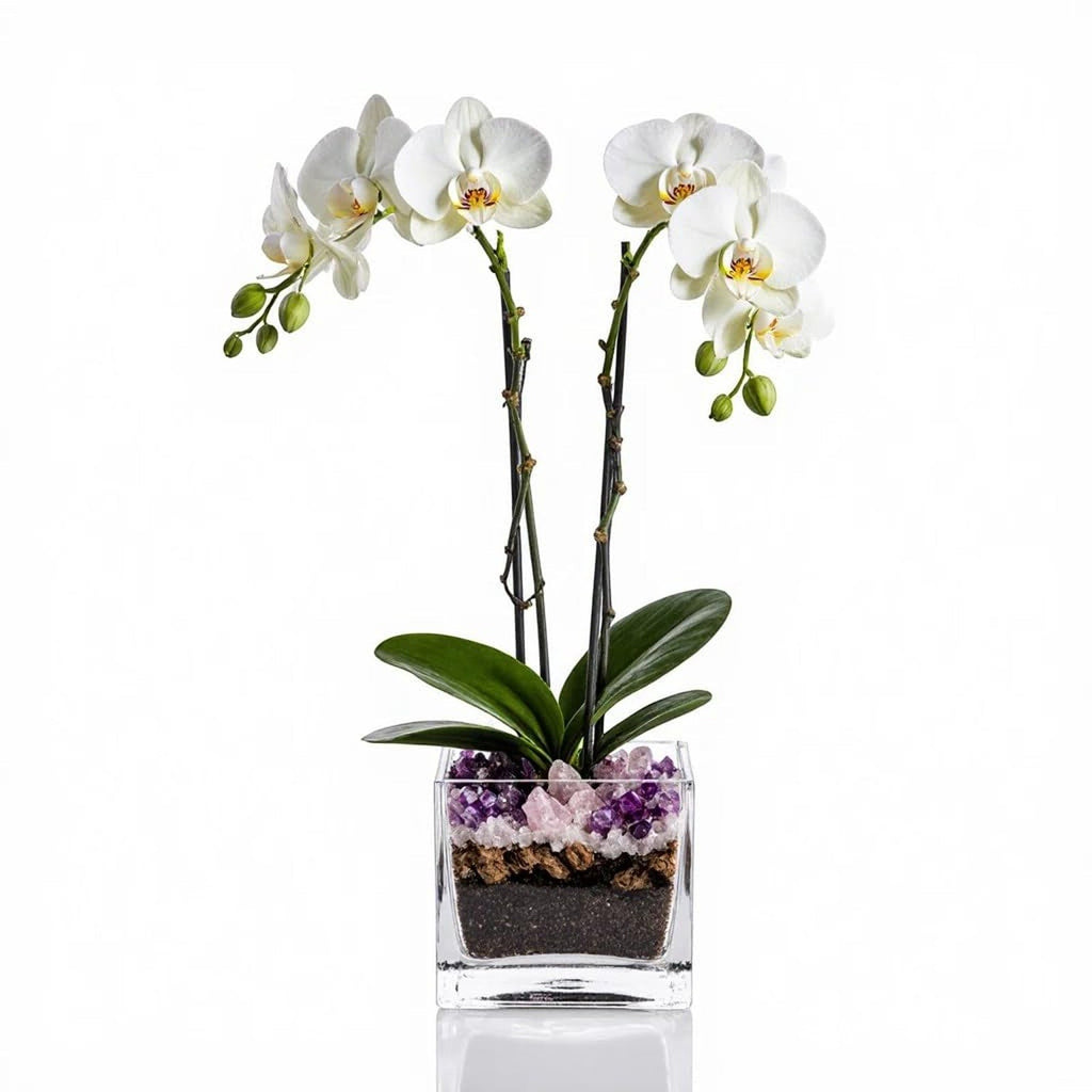 The Room Collective white double stem phalaenopsis orchid plant with crystal accents in a square glass pot.