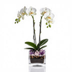 The Room Collective white double stem phalaenopsis orchid plant with crystal accents in a square glass pot.