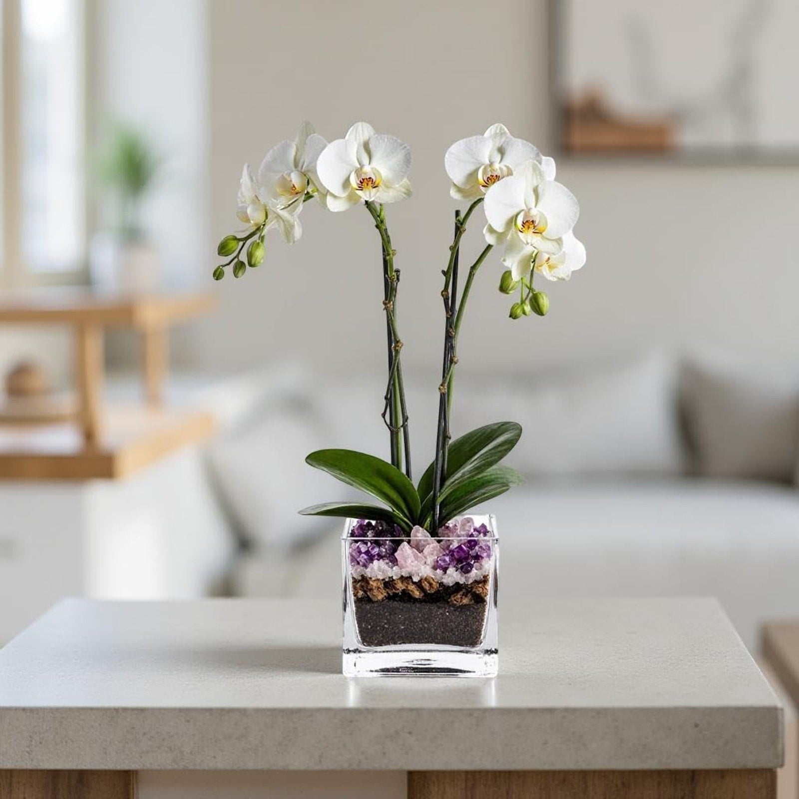 The Room Collective white double stem phalaenopsis orchid plant in a clear square vase with amethyst and rose quartz crystals.