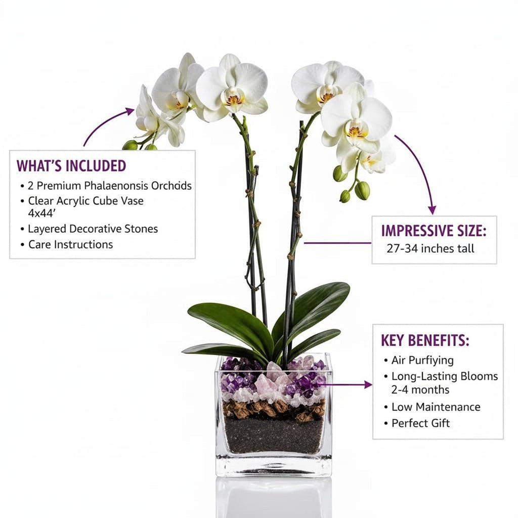 The Room Collective white double stem Phalaenopsis orchid plant in a clear cube vase with amethyst and rose quartz crystals.
