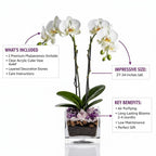 The Room Collective white double stem Phalaenopsis orchid plant in a clear cube vase with amethyst and rose quartz crystals.